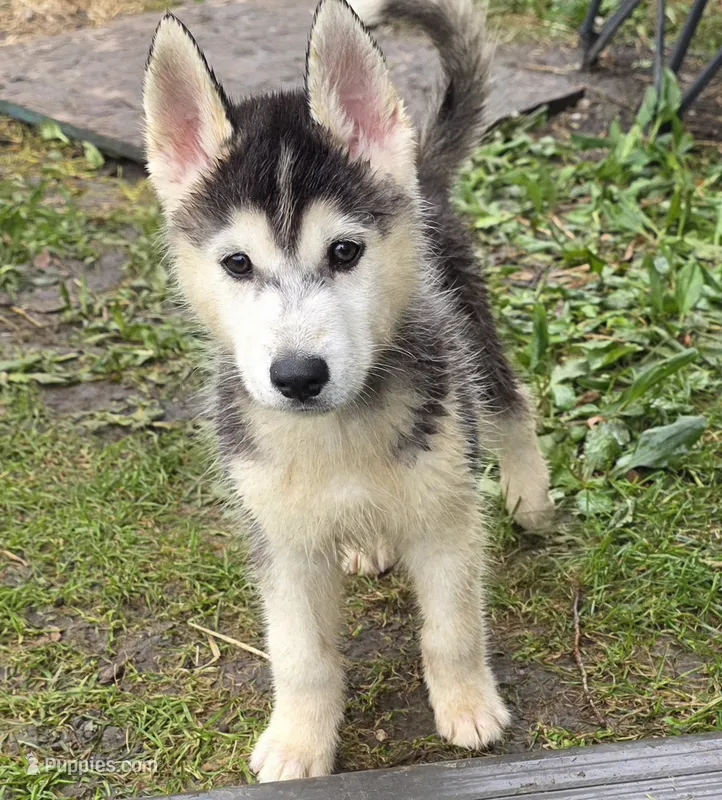 Spruce – Siberian Husky puppy for sale in Zearing, IA