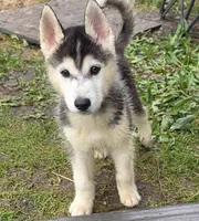Spruce, a male Siberian Husky for sale in Zearing, IA – 1 of 10