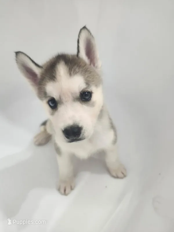 Sibirica  – Siberian Husky puppy for sale in Zearing, IA