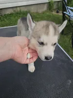 Sibirica , a female Siberian Husky for sale in Zearing, IA – 2 of 5