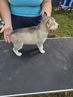 Sibirica , a female Siberian Husky for sale in Zearing, IA – 4 of 5