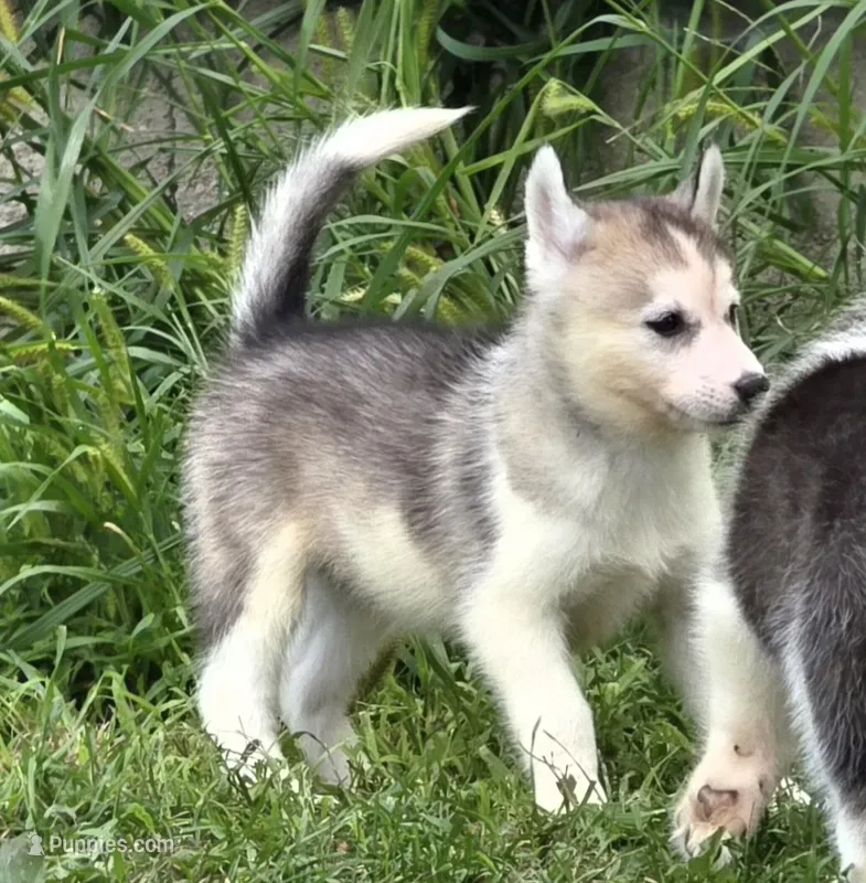 Denali  – Siberian Husky puppy for sale in Zearing, IA
