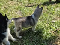 Denali , a female Siberian Husky for sale in Zearing, IA – 5 of 5
