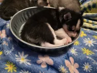 Spruce, a male Siberian Husky for sale in Zearing, IA – 3 of 5