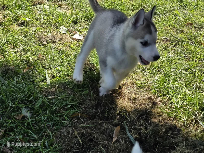 Sibirica  – Siberian Husky puppy for sale in Zearing, IA