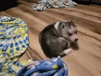Denali , a female Siberian Husky for sale in Zearing, IA – 4 of 5