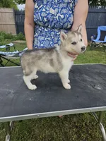 Denali , a female Siberian Husky for sale in Zearing, IA – 2 of 5