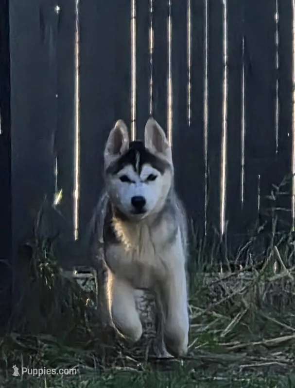 Spruce – Siberian Husky puppy for sale in Zearing, IA