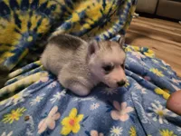 Willow, a female Siberian Husky for sale in Zearing, IA – 4 of 5
