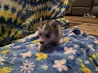 Sibirica , a female Siberian Husky for sale in Zearing, IA – 5 of 5