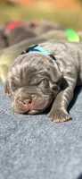 Blue collar, a female Cane Corso for sale in Hillsborough, NC – 2 of 2