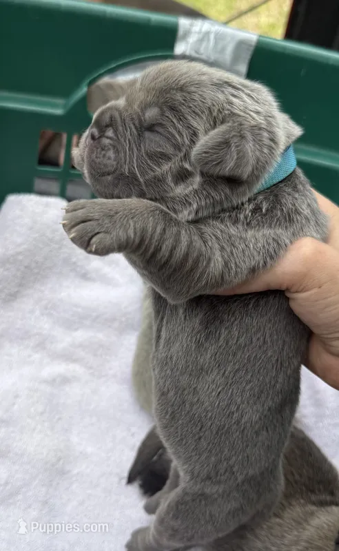 Blue collar – Cane Corso puppy for sale in Hillsborough, NC