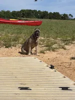 Nova, a female Cane Corso for sale in Hillsborough, NC – 4 of 4