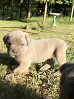 Ember , a female Cane Corso for sale in Liberty, NC – 3 of 4