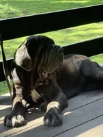 Yana , a female Neapolitan Mastiff for sale in Liberty, NC – 2 of 4