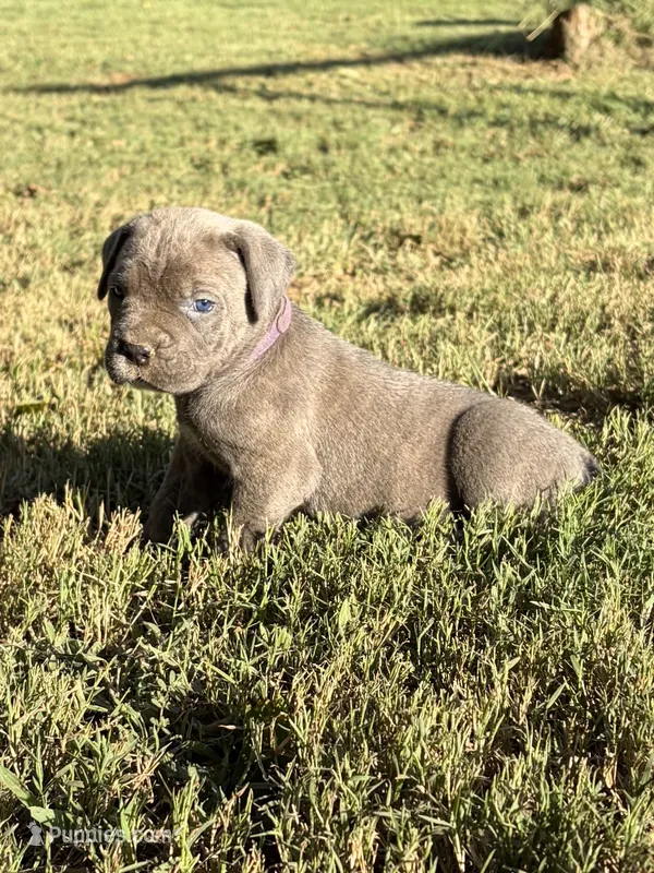 Sage – Cane Corso puppy for sale in Liberty, NC