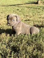 Sage, a female Cane Corso for sale in Liberty, NC – 1 of 4