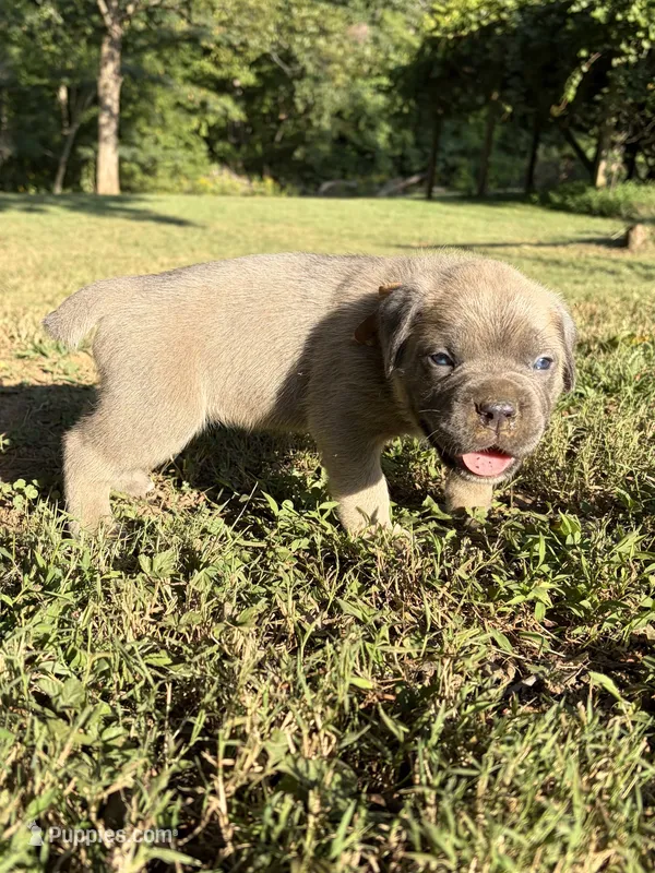Gus – Cane Corso puppy for sale in Liberty, NC