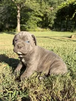 Max, a male Cane Corso for sale in Liberty, NC – 2 of 6