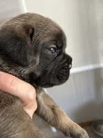 Green collar , a female Cane Corso for sale in Hillsborough, NC – 3 of 4