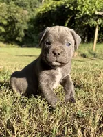 Max, a male Cane Corso for sale in Liberty, NC – 6 of 6