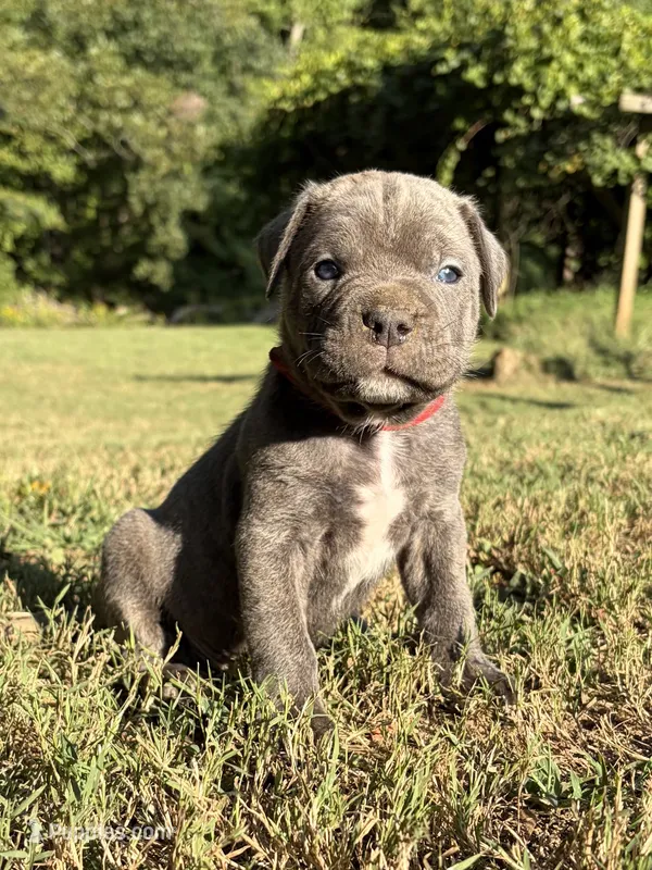Max – Cane Corso puppy for sale in Liberty, NC