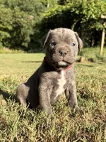 Max, a male Cane Corso for sale in Liberty, NC – 1 of 6