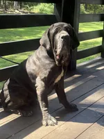 Yana , a female Neapolitan Mastiff for sale in Liberty, NC – 4 of 4