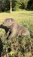 Max, a male Cane Corso for sale in Liberty, NC – 4 of 6