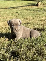 Sage, a female Cane Corso for sale in Liberty, NC – 2 of 4