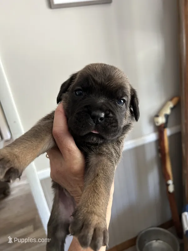 Green collar  – Cane Corso puppy for sale in Hillsborough, NC