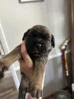 Green collar , a female Cane Corso for sale in Hillsborough, NC – 1 of 4