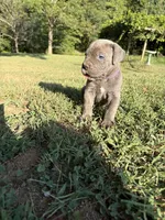 Sage, a female Cane Corso for sale in Liberty, NC – 4 of 4