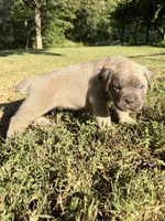 Gus, a male Cane Corso for sale in Liberty, NC – 2 of 5