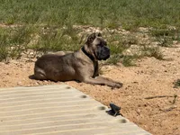 Nova, a female Cane Corso for sale in Hillsborough, NC – 2 of 4