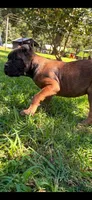Ava, a female Cane Corso for sale in Liberty, NC – 3 of 3