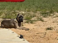 Nova, a female Cane Corso for sale in Hillsborough, NC – 3 of 4