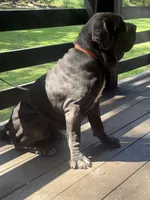 Yana , a female Neapolitan Mastiff for sale in Liberty, NC – 3 of 4