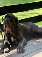 Yana , a female Neapolitan Mastiff for sale in Liberty, NC – 1 of 4