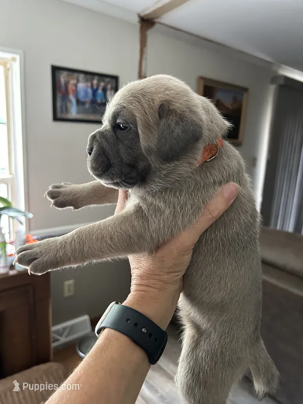 Orange collar – Cane Corso puppy for sale in Hillsborough, NC