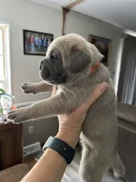 Orange collar, a female Cane Corso for sale in Hillsborough, NC – 1 of 2