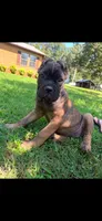 Ava, a female Cane Corso for sale in Liberty, NC – 2 of 3
