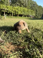 Sunny, a female Cane Corso for sale in Liberty, NC – 3 of 3
