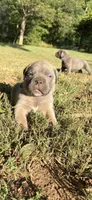 Gus, a male Cane Corso for sale in Liberty, NC – 3 of 5