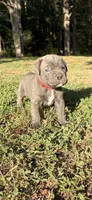 Max, a male Cane Corso for sale in Liberty, NC – 5 of 6