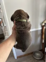 Green collar , a female Cane Corso for sale in Hillsborough, NC – 2 of 4