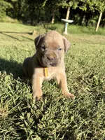 Sunny, a female Cane Corso for sale in Liberty, NC – 2 of 3