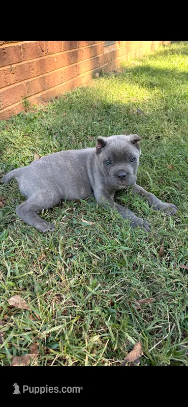 Sage – Cane Corso puppy for sale in Liberty, NC