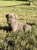 Sage, a female Cane Corso for sale in Liberty, NC – 3 of 4