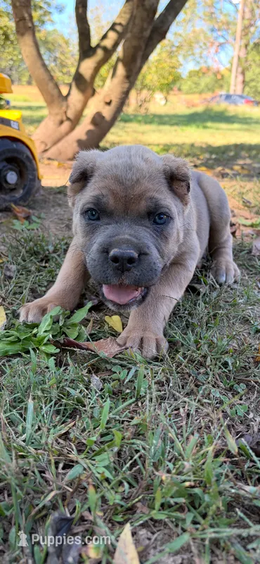 Sunny – Cane Corso puppy for sale in Liberty, NC